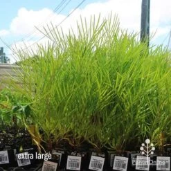 Grevillea Yamba Sunshine 12 Grevillea Yamba Sunshine -Plant Seed Store apo yamba sunshine dec large