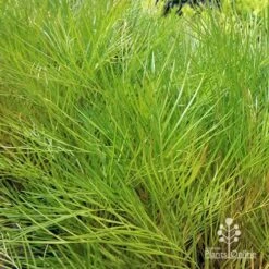 Grevillea Yamba Sunshine 14 Grevillea Yamba Sunshine -Plant Seed Store apo yamba sunshine foliage