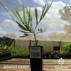 Grevillea Yamba Sunshine 15 Grevillea Yamba Sunshine -Plant Seed Store apo yamba sunshine tubestock side