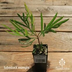 Grevillea Yamba Sunshine 16 Grevillea Yamba Sunshine -Plant Seed Store apo yamba sunshine tubestock top