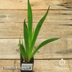 Anigozanthos Yellow Gem - Kangaroo Paw -Plant Seed Store apo yellow gem tubestock