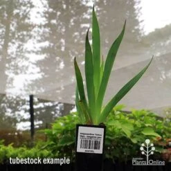 Anigozanthos Yellow Gem - Kangaroo Paw -Plant Seed Store apo yellow gem tubestock2