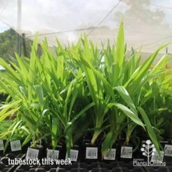 Yucca Elephantipes - Soft-tip Yucca 16 Yucca Elephantipes - Soft-tip Yucca -Plant Seed Store apo yucca big