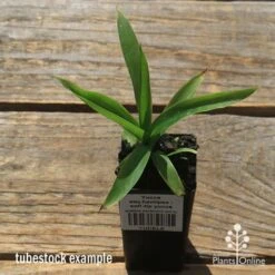 Yucca Elephantipes - Soft-tip Yucca 19 Yucca Elephantipes - Soft-tip Yucca -Plant Seed Store apo yucca soft tip tubestock top