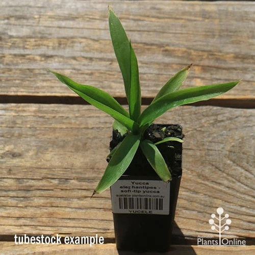 Yucca Elephantipes - Soft-tip Yucca 9 Yucca Elephantipes - Soft-tip Yucca - Image 9