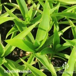 Yucca Elephantipes - Soft-tip Yucca 21 Yucca Elephantipes - Soft-tip Yucca -Plant Seed Store apo yucca soft tip tubestock top 1