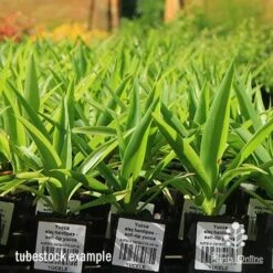 Yucca Elephantipes - Soft-tip Yucca 20 Yucca Elephantipes - Soft-tip Yucca -Plant Seed Store apo yucca soft tip tubestock 1