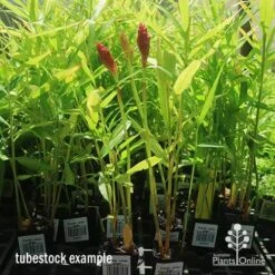 Zingiber - Edible Ginger 15 Zingiber - Edible Ginger -Plant Seed Store apo zingiber flower tubestock
