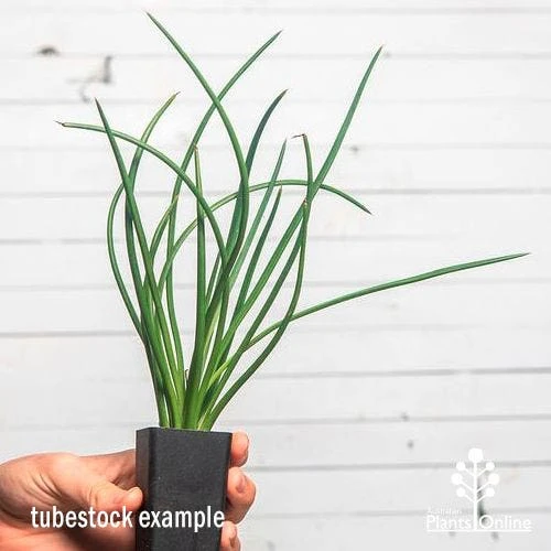 Agave Geminiflora - Succulent 2 Agave Geminiflora - Succulent - Image 2