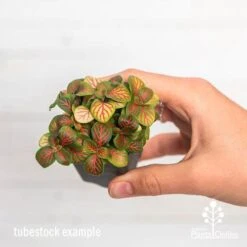 Fittonia Skeleton - Snakeskin Plant 6 Fittonia Skeleton - Snakeskin Plant -Plant Seed Store ausplantsonline fittonia skeleton tube