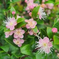 Austromyrtus Blush - Pink Midgem Berry -Plant Seed Store austromyrtus blush close