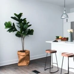 Ficus Lyrata Bambino - Fiddle Leaf Fig 13 Ficus Lyrata Bambino - Fiddle Leaf Fig -Plant Seed Store bambino kitchen