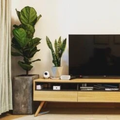 Ficus Lyrata Bambino - Fiddle Leaf Fig 15 Ficus Lyrata Bambino - Fiddle Leaf Fig -Plant Seed Store bambino tv