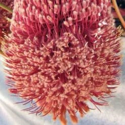 Banksia Blechnifolia 22 Banksia Blechnifolia -Plant Seed Store banksia blechnifolia flickr nhq crop