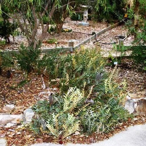 Banksia Blechnifolia 10 Banksia Blechnifolia - Image 10