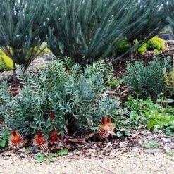Banksia Blechnifolia 14 Banksia Blechnifolia -Plant Seed Store banksia candles mt barker