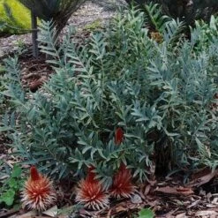 Banksia Blechnifolia 18 Banksia Blechnifolia -Plant Seed Store banksia candles mt barker crop