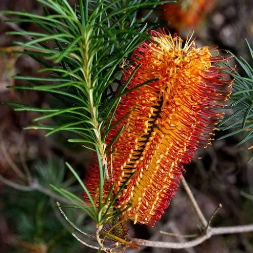 Banksia Spinulosa - Hairpin Banksia 1 Banksia Spinulosa - Hairpin Banksia