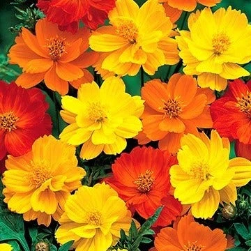 Cosmos Carpet Formula - Seed 2 Cosmos Carpet Formula - Seed - Image 2