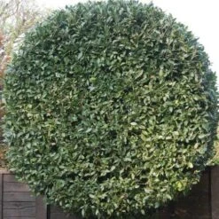 Laurus Miles Choice - Bay Tree 5 Laurus Miles Choice - Bay Tree -Plant Seed Store baytree flickr brian snelson 500