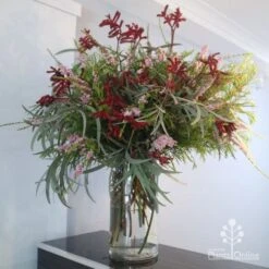 Anigozanthos Big Red - Kangaroo Paw 16 Anigozanthos Big Red - Kangaroo Paw -Plant Seed Store big red arrangement