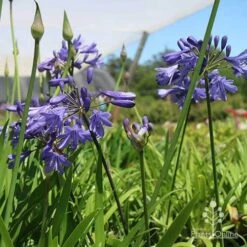 Agapanthus Bingo Blue 18 Agapanthus Bingo Blue -Plant Seed Store bingo at nursery