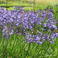 Agapanthus Bingo Blue