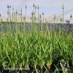 Agapanthus Bingo Blue 13 Agapanthus Bingo Blue -Plant Seed Store bingo blue mighty