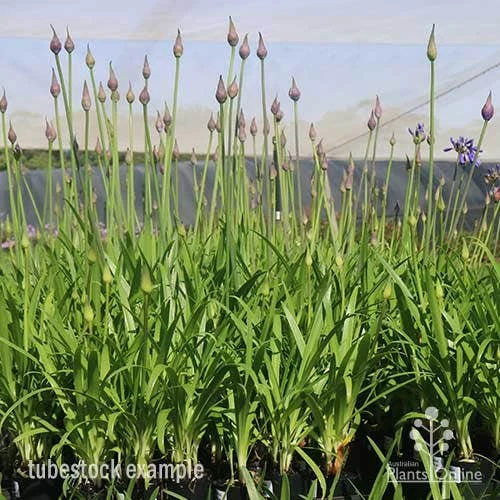 Agapanthus Bingo Blue 4 Agapanthus Bingo Blue - Image 4