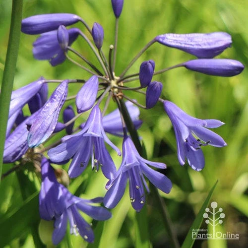 Agapanthus Bingo Blue 2 Agapanthus Bingo Blue - Image 2
