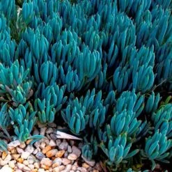 Senecio Chalk Sticks - Succulent 18 Senecio Chalk Sticks - Succulent -Plant Seed Store blue chalk sticks groundcover