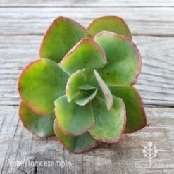 Echeveria Blue Curls - Succulent 10 Echeveria Blue Curls - Succulent -Plant Seed Store blue curls