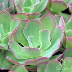 Echeveria Blue Curls - Succulent 8 Echeveria Blue Curls - Succulent -Plant Seed Store blue curls 500