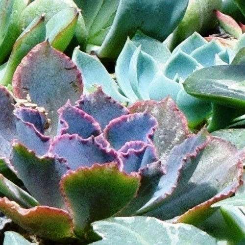 Echeveria Blue Curls - Succulent 1 Echeveria Blue Curls - Succulent