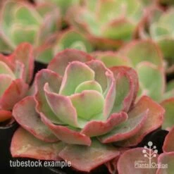 Echeveria Blue Curls - Succulent 9 Echeveria Blue Curls - Succulent -Plant Seed Store blue curls side