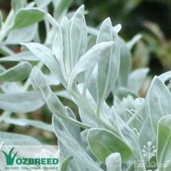 Eremophila Blue Horizon - Emu Bush -Plant Seed Store blue horizon close