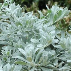 Eremophila Blue Horizon - Emu Bush -Plant Seed Store blue horizon foliage