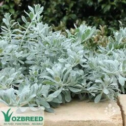 Eremophila Blue Horizon - Emu Bush -Plant Seed Store blue horizon stone wall