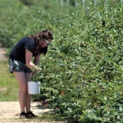 Blueberry Misty -Plant Seed Store blueberries picking