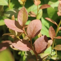 Blueberry Misty -Plant Seed Store blueberry misty foliage