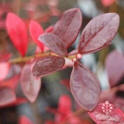 Blueberry Sunshine Blue 19 Blueberry Sunshine Blue -Plant Seed Store blueberry sunshine autumn colour