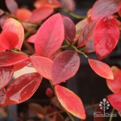 Blueberry Sunshine Blue 17 Blueberry Sunshine Blue -Plant Seed Store blueberry sunshine blue autumn colour