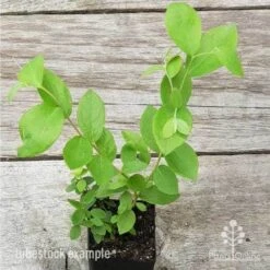 Blueberry Brightwell 11 Blueberry Brightwell -Plant Seed Store blueberry tube 3