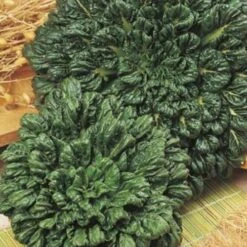 Bok Choi - Seed 5 Bok Choi - Seed -Plant Seed Store bok choi