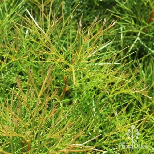 Grevillea Bon Accord 7 Grevillea Bon Accord - Image 7