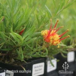 Grevillea Bonnie Prince Charlie 8 Grevillea Bonnie Prince Charlie -Plant Seed Store bonnie prince charlie tubestock in flower