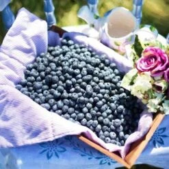 Blueberry Sunshine Blue 13 Blueberry Sunshine Blue -Plant Seed Store box of blueberries 1
