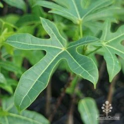 Illawarra Flame Tree - Brachychiton 18 Illawarra Flame Tree - Brachychiton -Plant Seed Store brachychiton acerifolius leaf