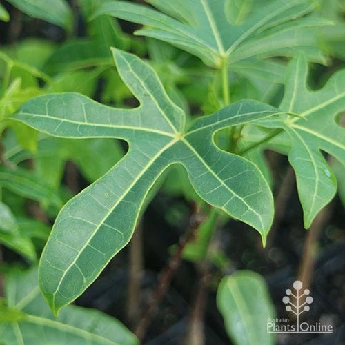 Illawarra Flame Tree - Brachychiton 7 Illawarra Flame Tree - Brachychiton - Image 7