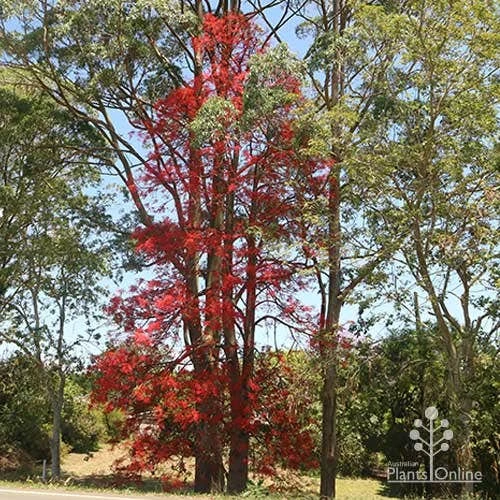 Illawarra Flame Tree - Brachychiton 8 Illawarra Flame Tree - Brachychiton - Image 8